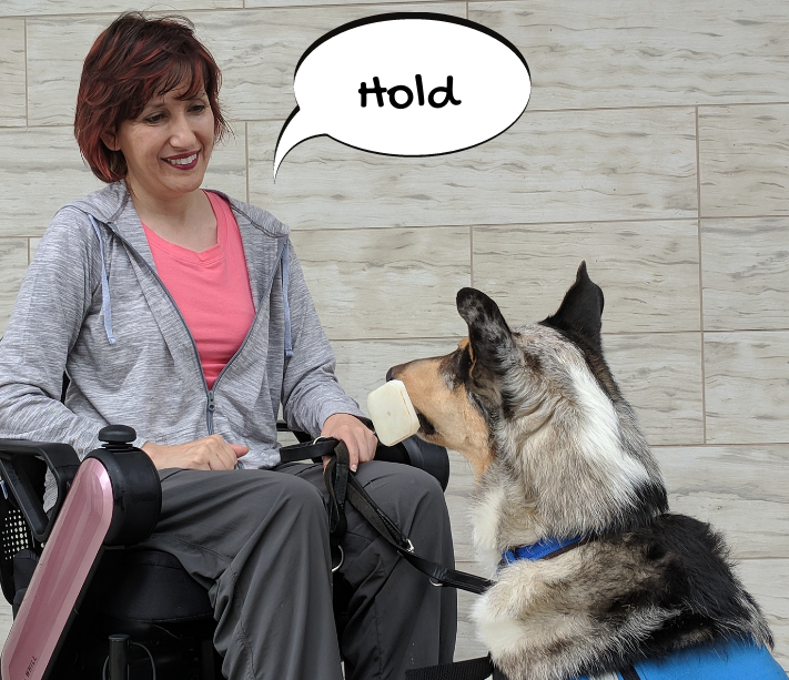 selecting-and-training-cues-for-service-dog-tasks-cooperative-paws