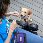 Trainer in wheelchair giving golden retriever puppy a treat