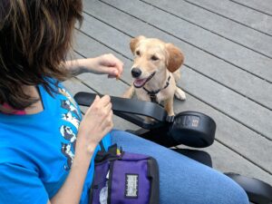Trainer in wheelchair giving golden retriever puppy a treat