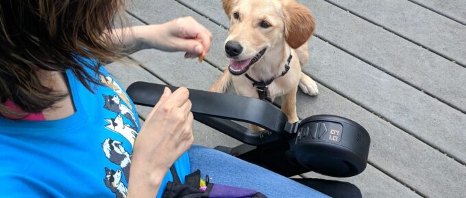 Trainer in wheelchair giving golden retriever puppy a treat