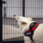 White german shepherd service dog pulling a tether to open a gate.
