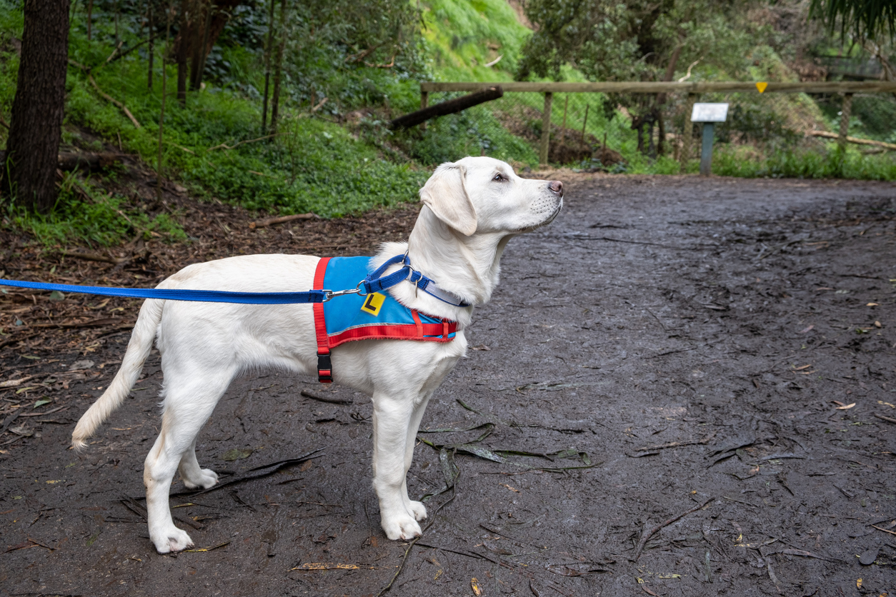 can a person have two service dogs