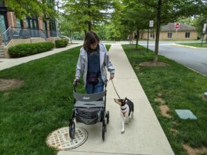 Trainer using a rollator walking a puppy.