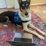 Smooth collie holding pencil with a laptop in front