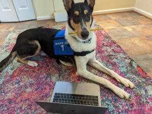 Smooth collie holding pencil with a laptop in front