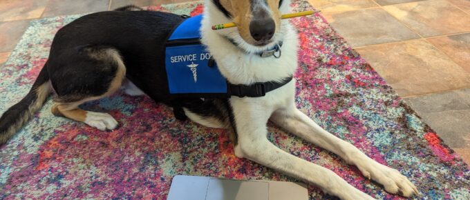 Smooth collie holding pencil with a laptop in front