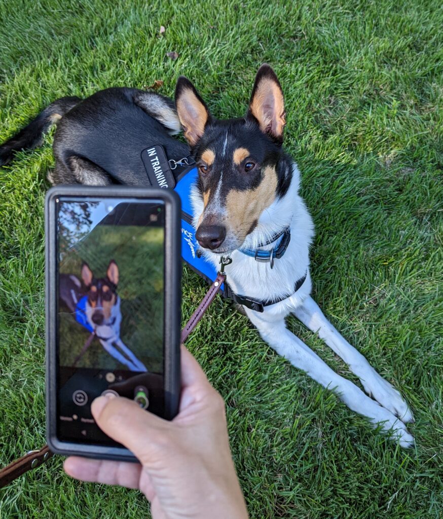 Service dog collie lying on grass and hand holding smart phone with photo of the dog in front.
