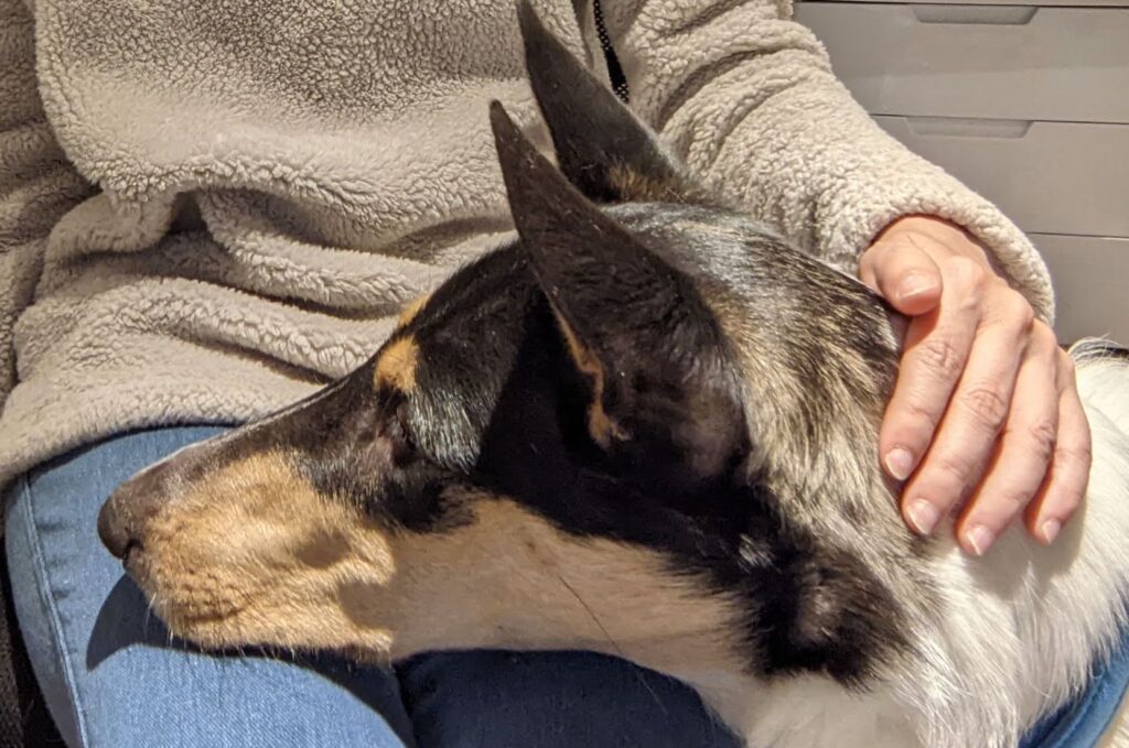 Smooth collie resting head on handler's lap