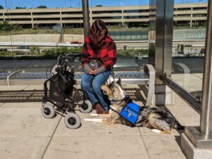 Collie service dog waiting next to woman with walker.