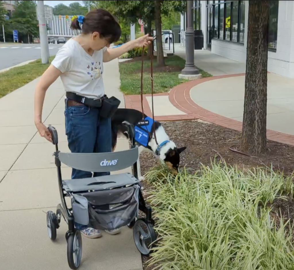 A woman with a walker is standing on the side walk and her service dog in training collie is sniffing an area that has mulch and grass.