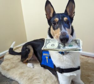 Collie in service dog vest holding dollar bills in mouth