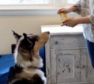 Trainer holding a pill bottle at an angle and a collie looking expectantly.