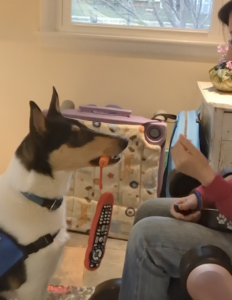 Collie holding a remote control from a handle attached to a tether. Trainer seated in a wheelchair in front of the dog.
