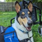 Service dog in training collie in front of a walker