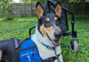 Service dog in training collie in front of a walker