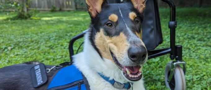 Service dog in training collie in front of a walker