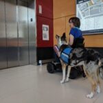 Service dog collie and handler waiting for elevator