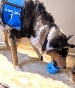 senior service dog eating out of a Topple food filled toy