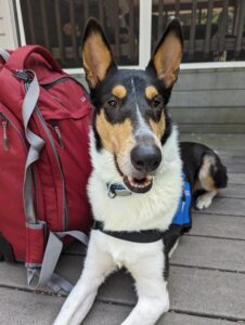 Smooth collie service dog with suitcase
