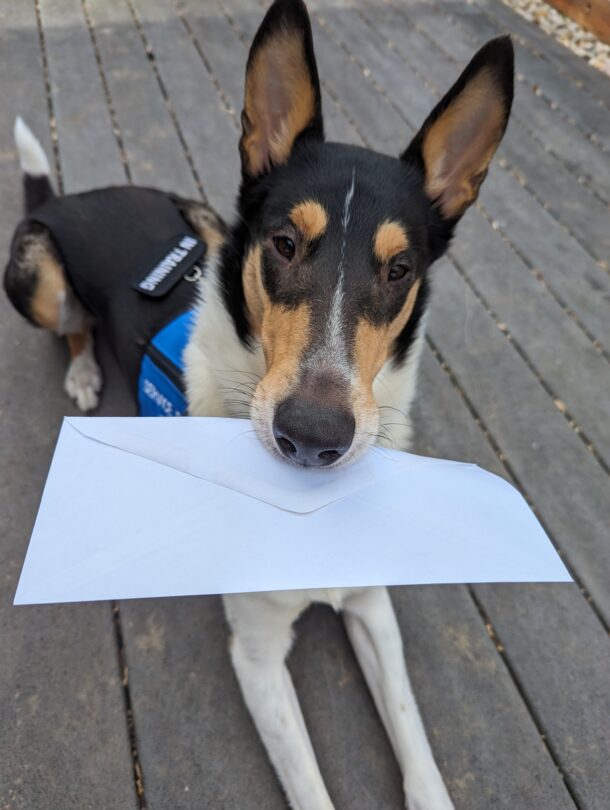 Service dog holding envelope
