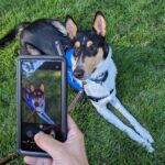Service dog with smart phone