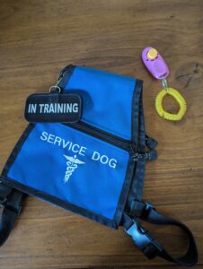 Service dog in training vest and clicker