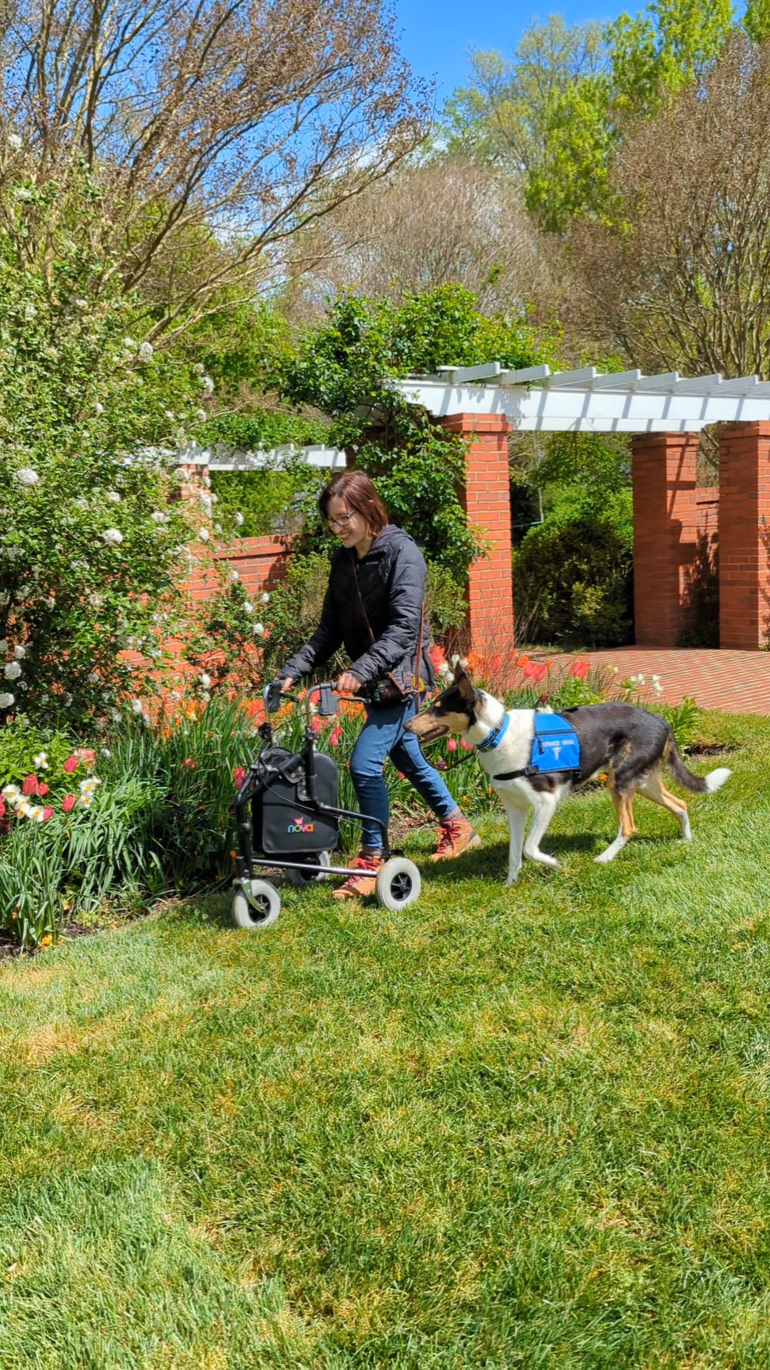 Loose Leash Walking For Service Dogs Cooperative Paws loose-leash-walking-for-service-dogs-cooperative-paws