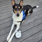 collie service dog with a clock