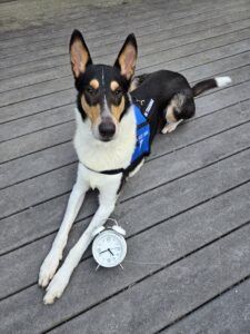 collie service dog with a clock