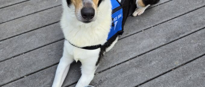 collie service dog with a clock