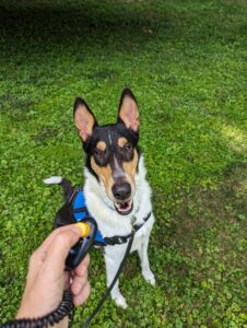 service dog with clicker in front
