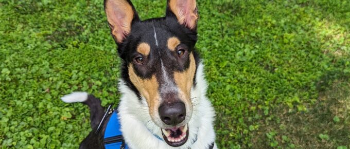 service dog with clicker in front