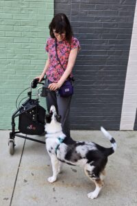 Woman with walker and smooth collie puppy
