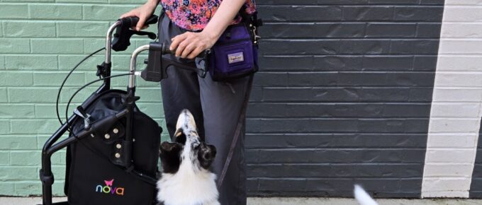 Woman with walker and smooth collie puppy