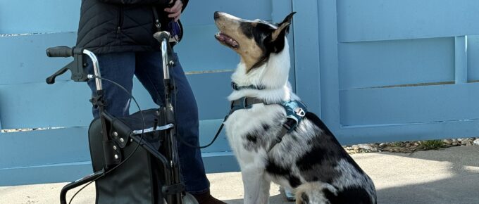Veronica sanchez and service dog smooth collie Bennie