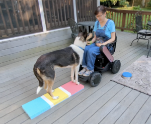 woman in wheelchair dog platform