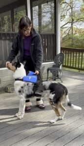Woman standing next to collie while putting service dog vest